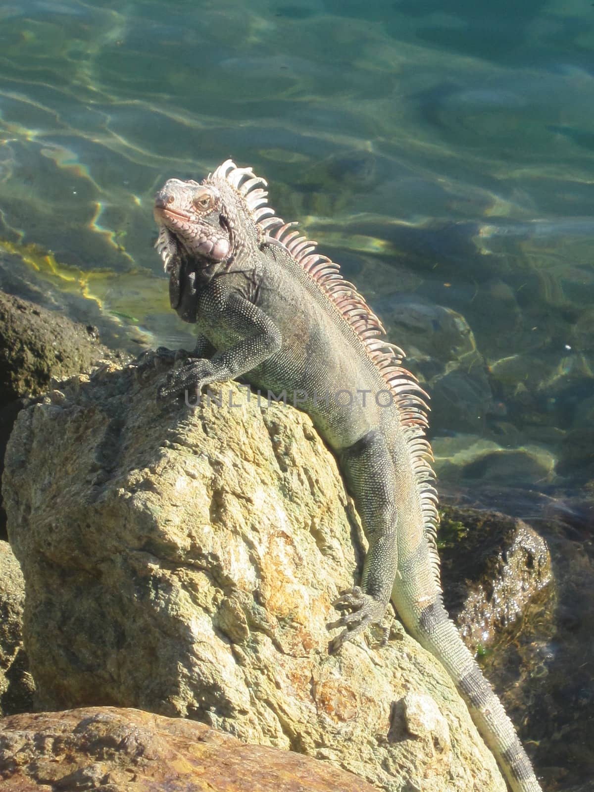 Iguana by sainaniritu