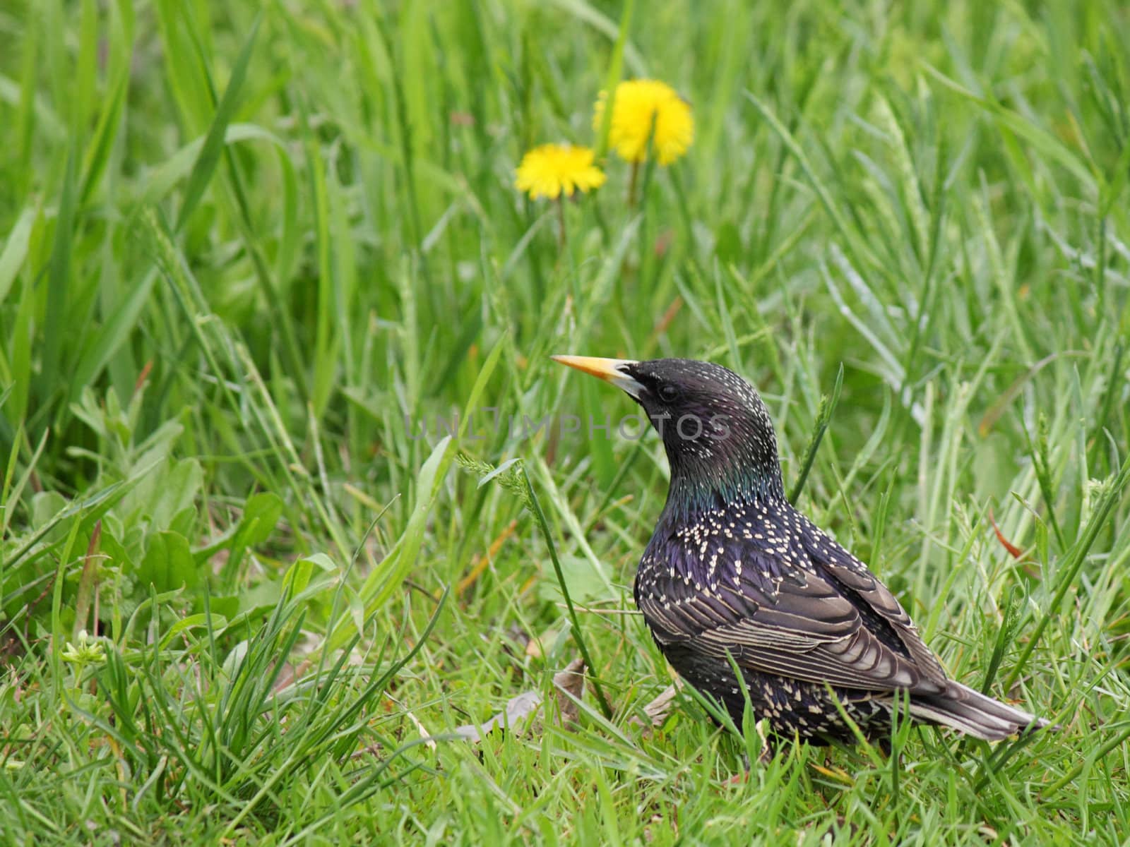 starling in green grass by romantiche