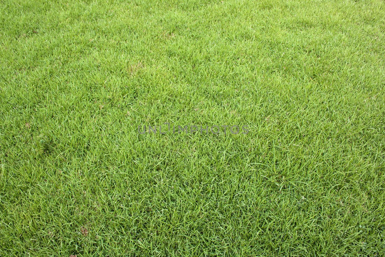 Green grass background texture turf golf courses.