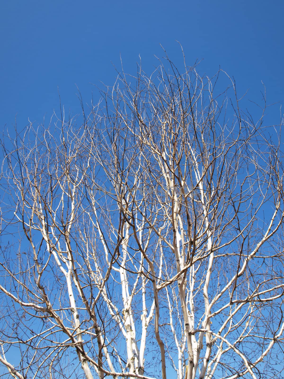 Birch Tree in Springtime Over Clear Blue Sky
