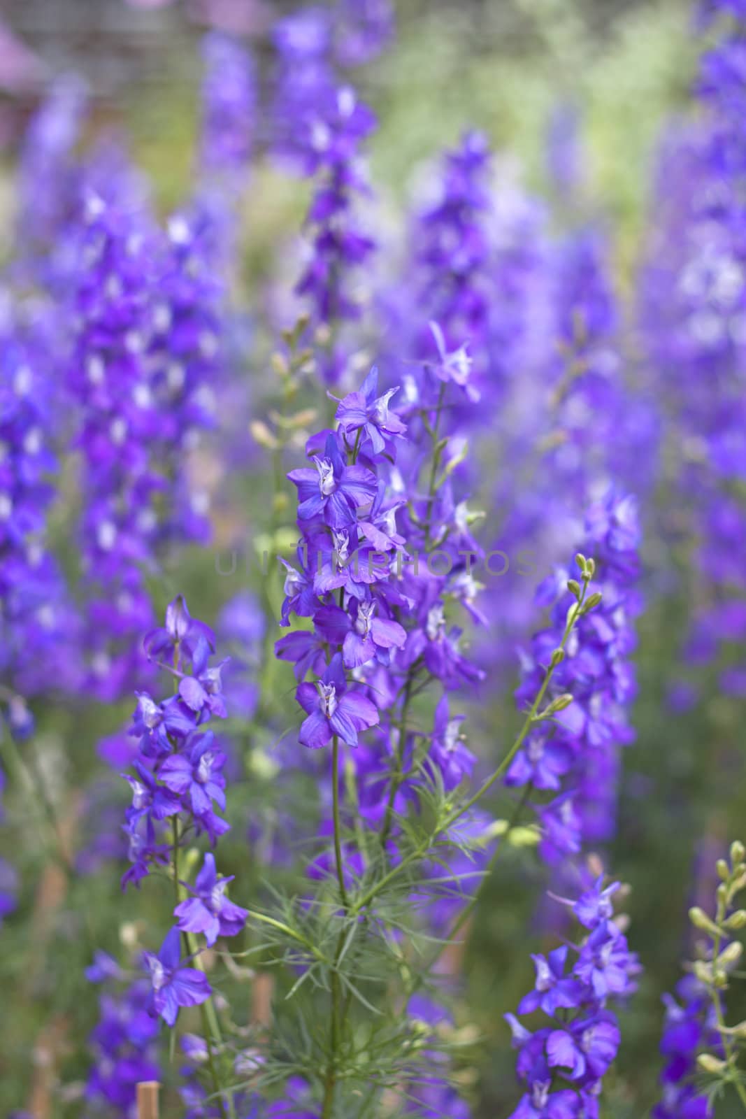 Purple flowers of Hyssopus officinalis (Hyssop) close up.