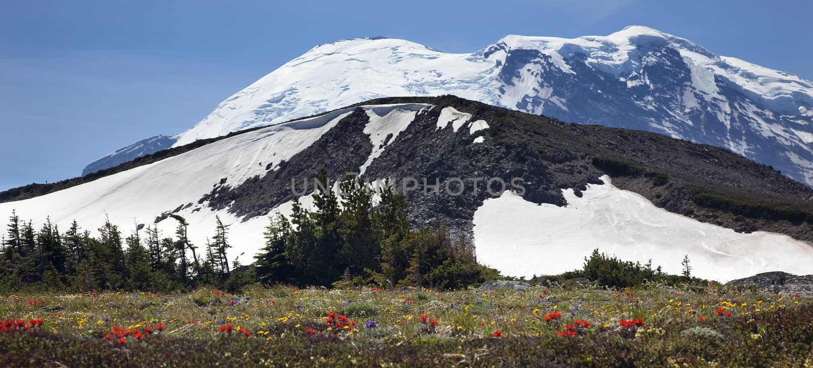 Mount Rainier Sunrise Wildflowers Snow Mountain, Indian paintbrush, lupine, heather Washington