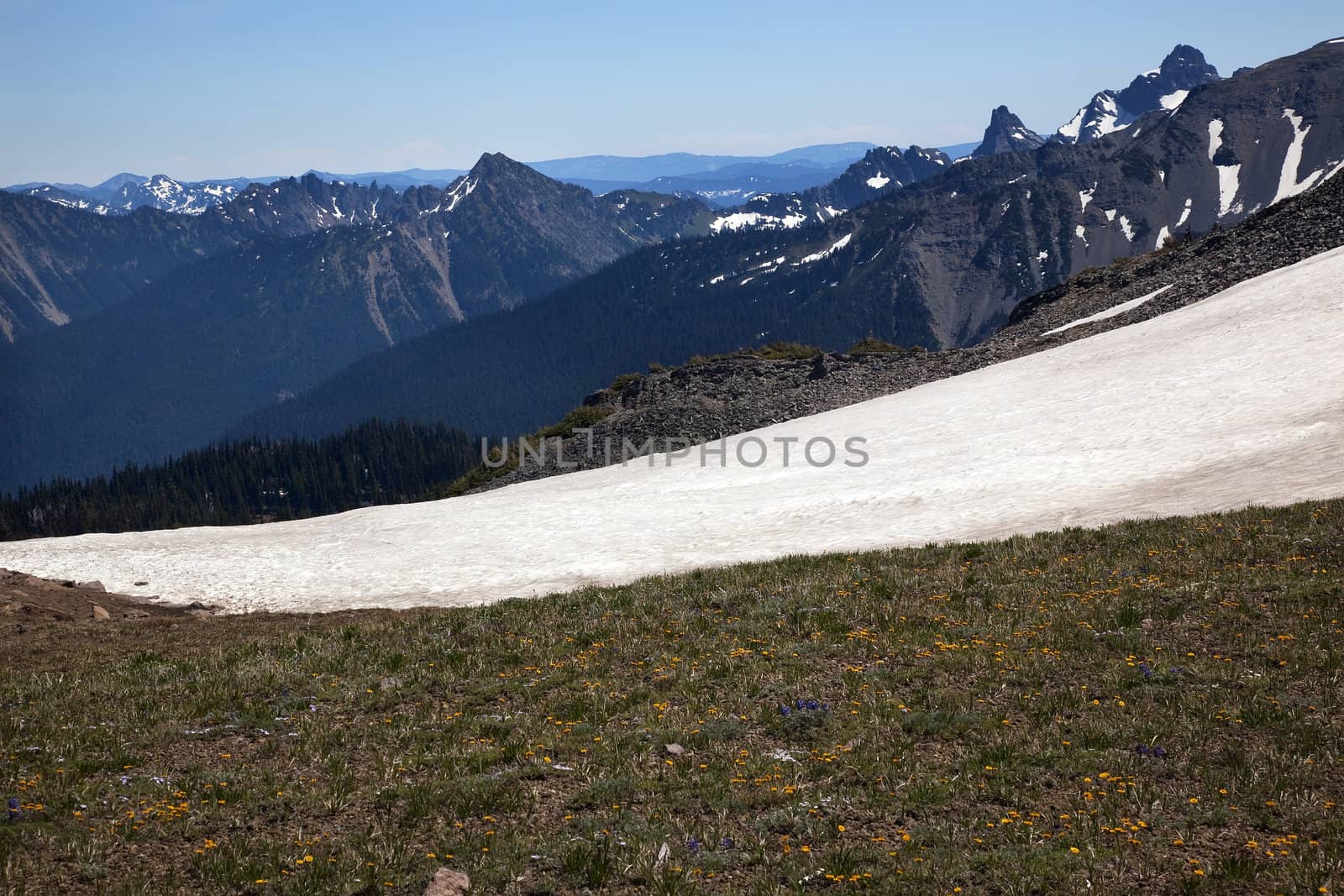 Mount Rainier Sunrise Yellow Wildflowers Snow Fields Washington