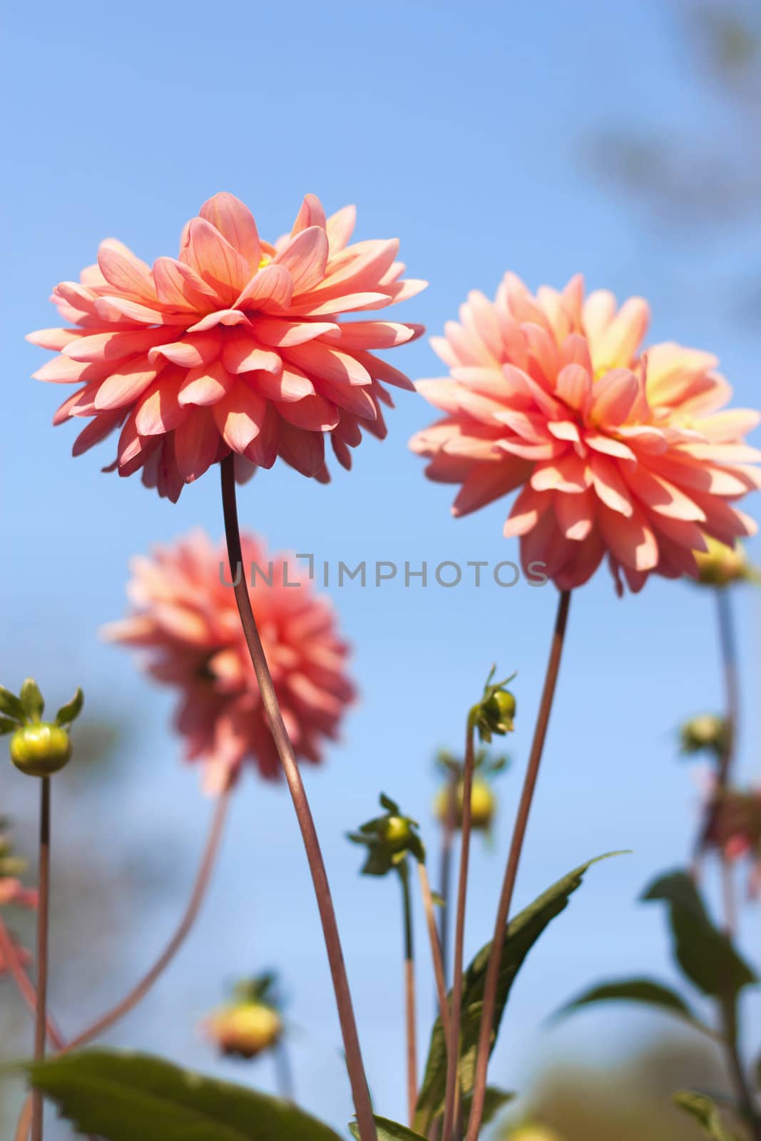 Pink daisy flowers blooming under the natural sky.