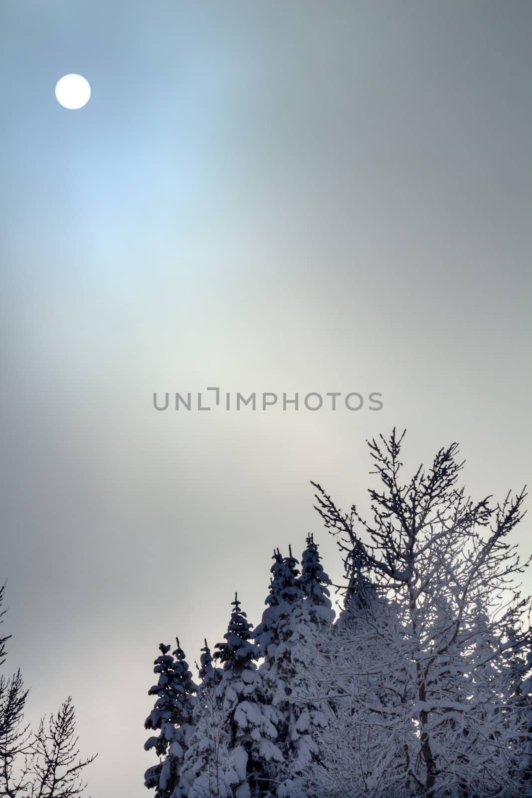 Sun Fog Snow Covered Evergreen Trees Abstract at Snoqualme Pass  by bill_perry