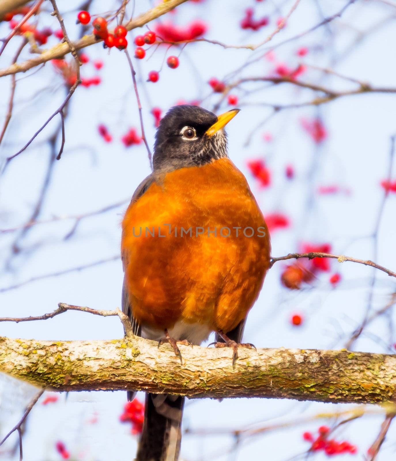 American Robin Turdus migratorius is migratory songbird thrush family.  Most common bird in the United States.