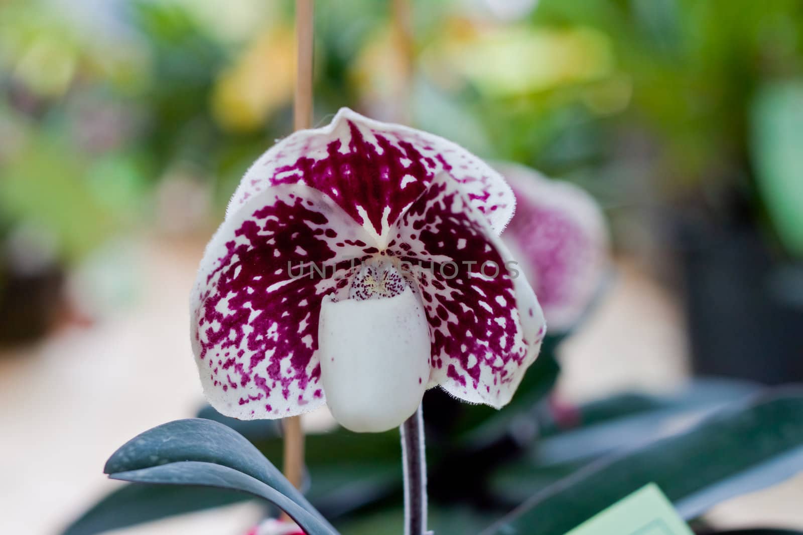 Beautiful orchid