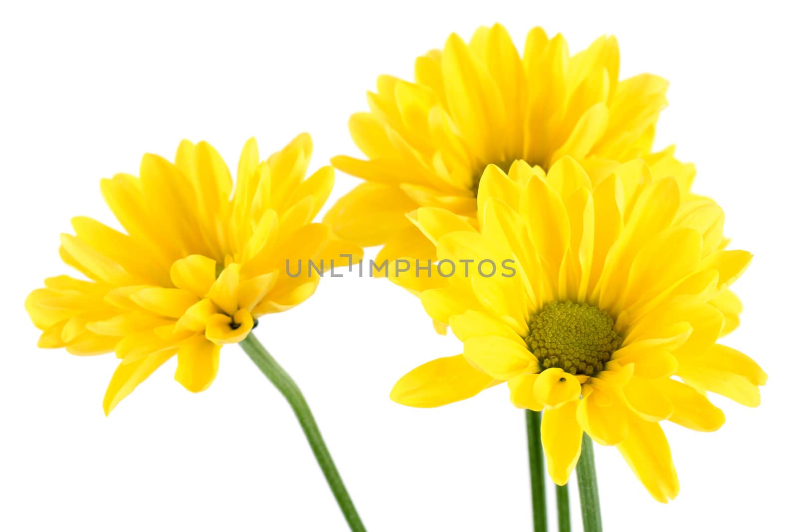 Yellow daisy flowers by epridnia