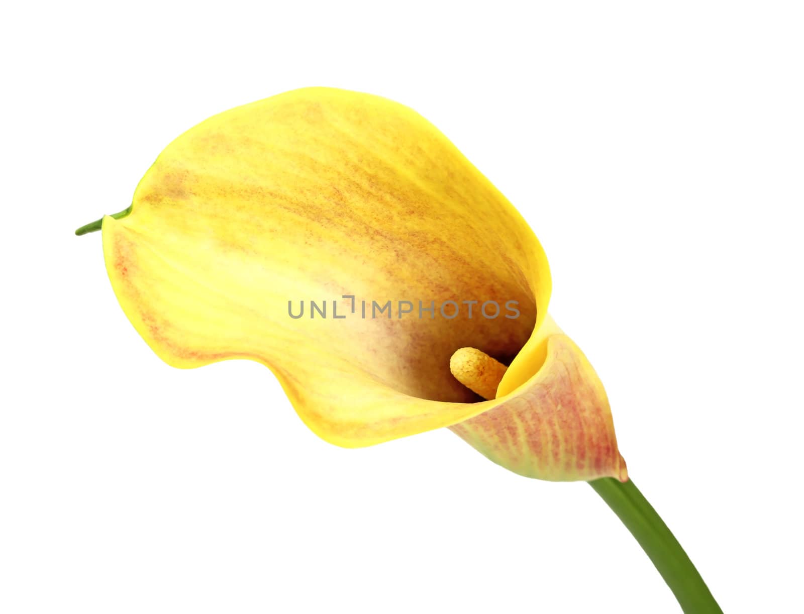 Yellow calla lily by epridnia