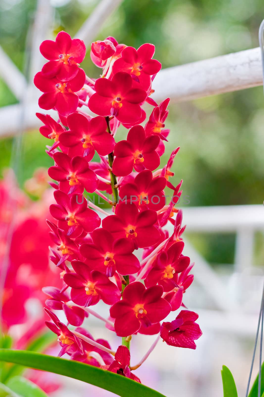 Beautiful orchid