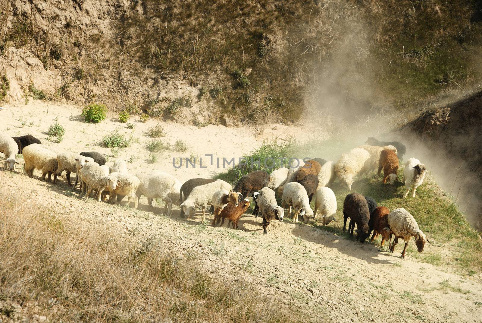 Numerous sheep walking in mountain area. Middle Asia. Natural light and colors