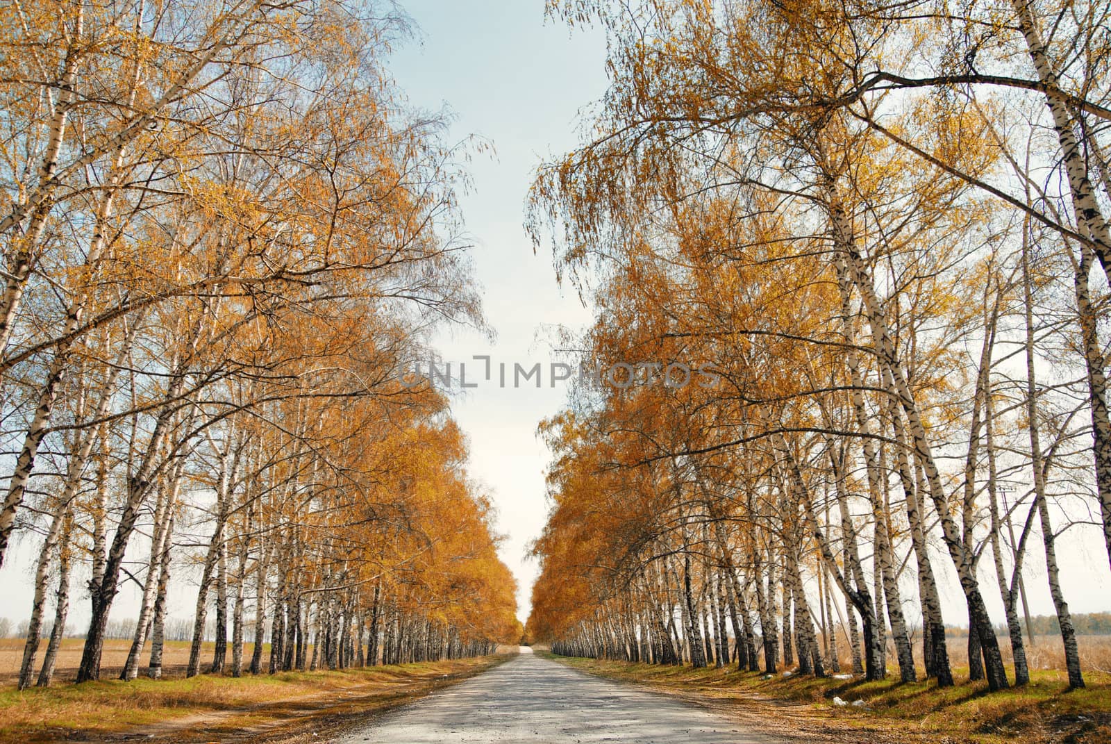 Perspective view onto the road between trees in late autumn. Natural light and colors