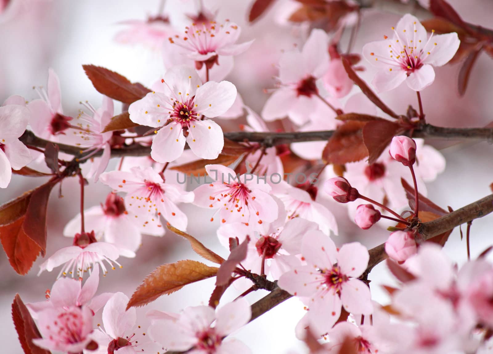 pink blossom on tree by romantiche