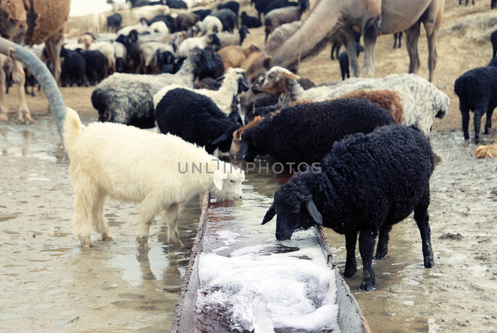 Sheep drinking at the watering place. Middle Asia. Natural light and colors