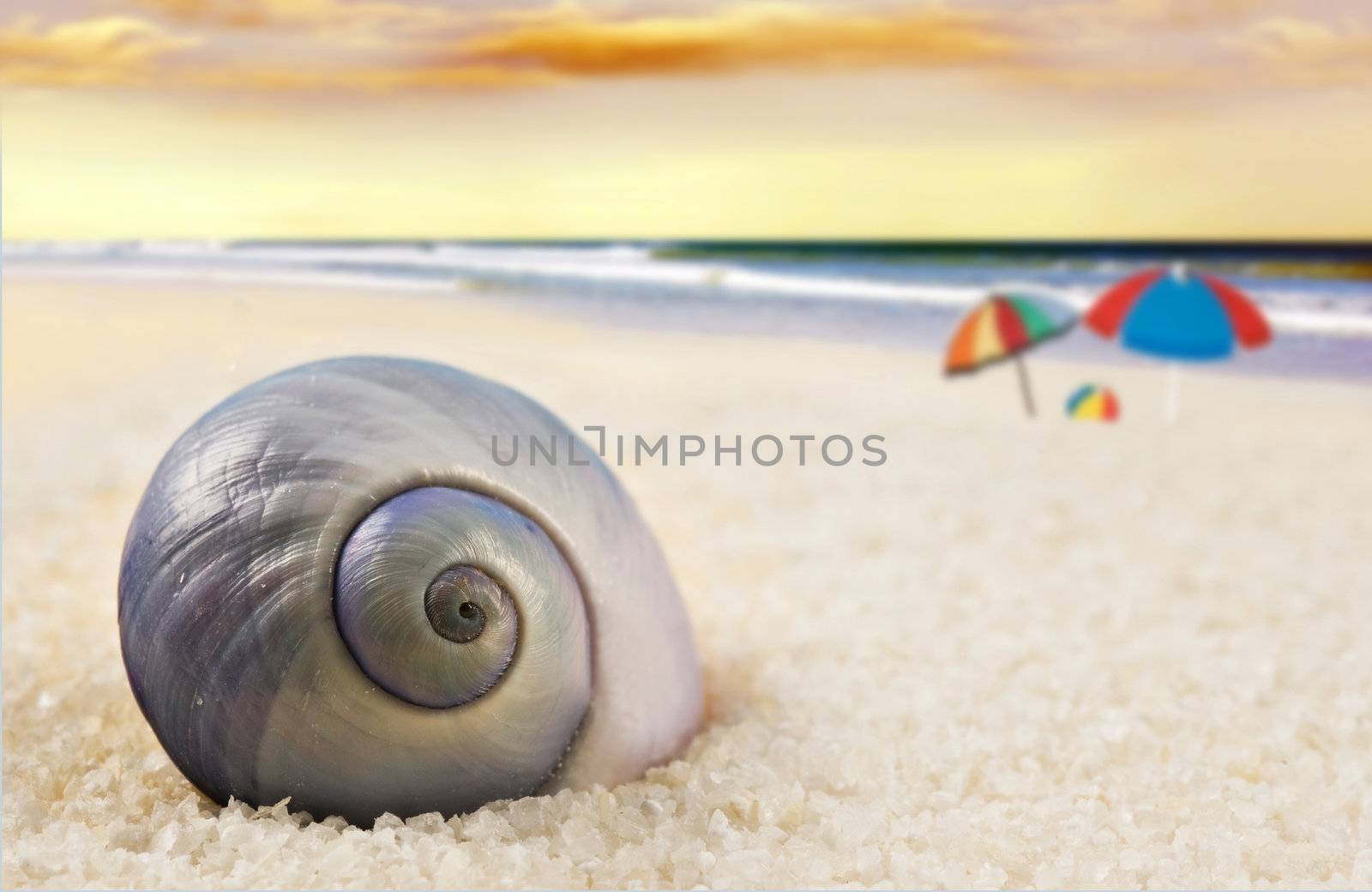 a Beautiful perfectly shaped sea shell on the beach by tish1