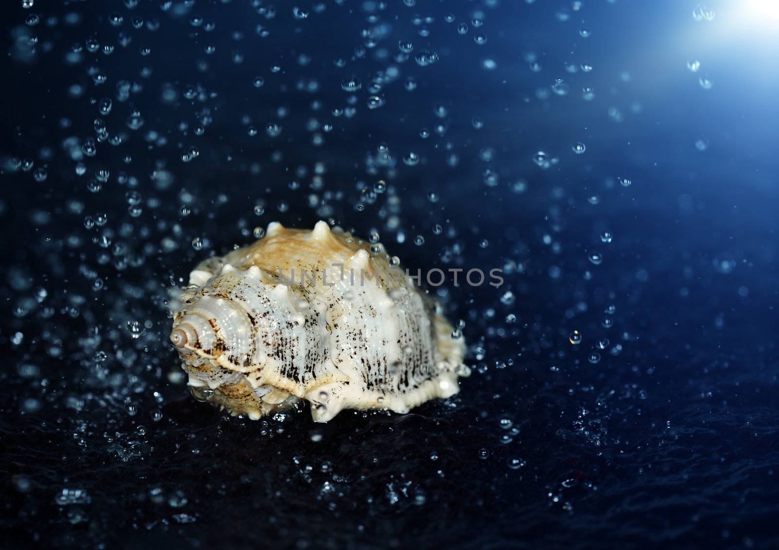 Close-up macro photo of the seashell under the falling water drops. Shallow depth of field for natural view