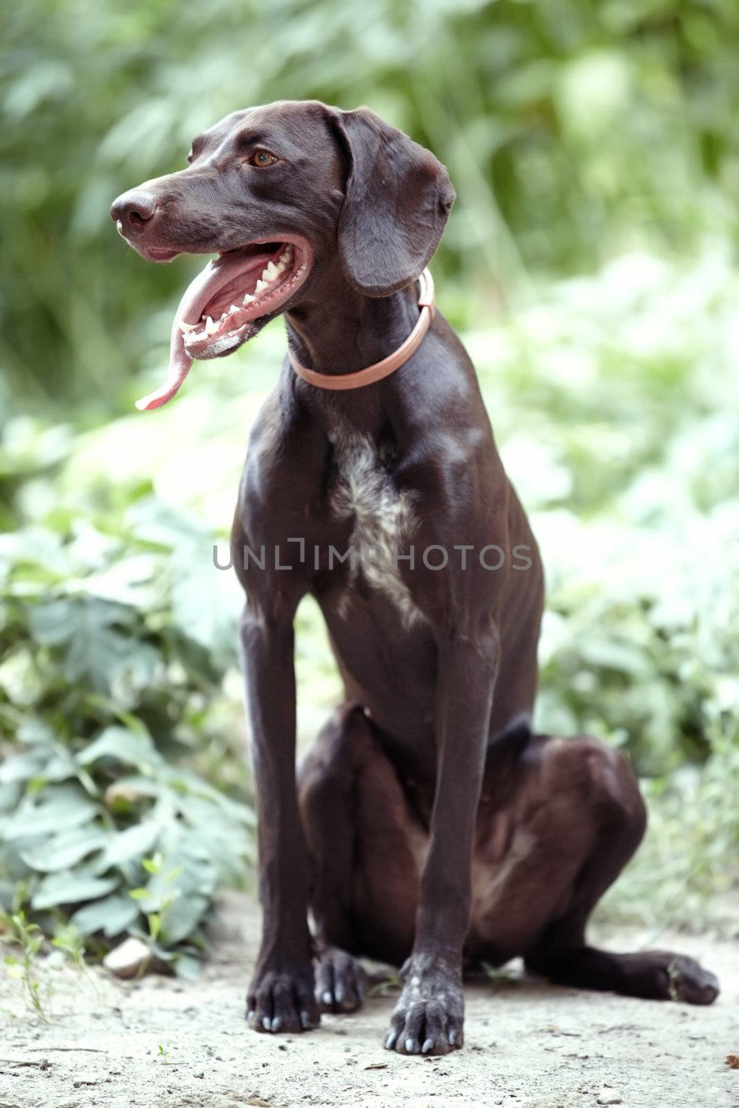 German short-haired pointer laying outdoors. Natural light and colors