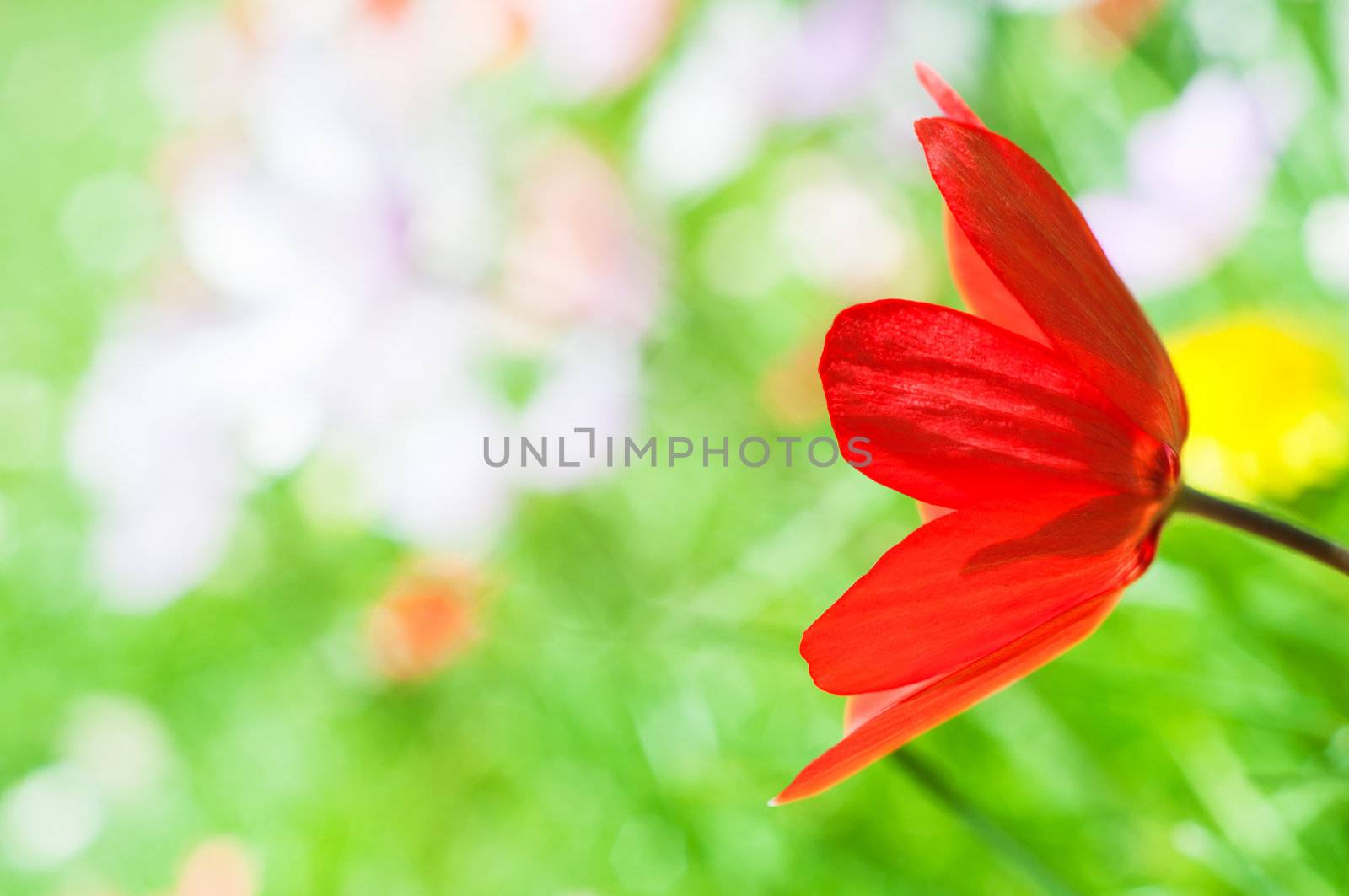 Side view close up of a bright red tulip reaching in from right frame with focus softening into the bright green grass and spring flowers behind it.