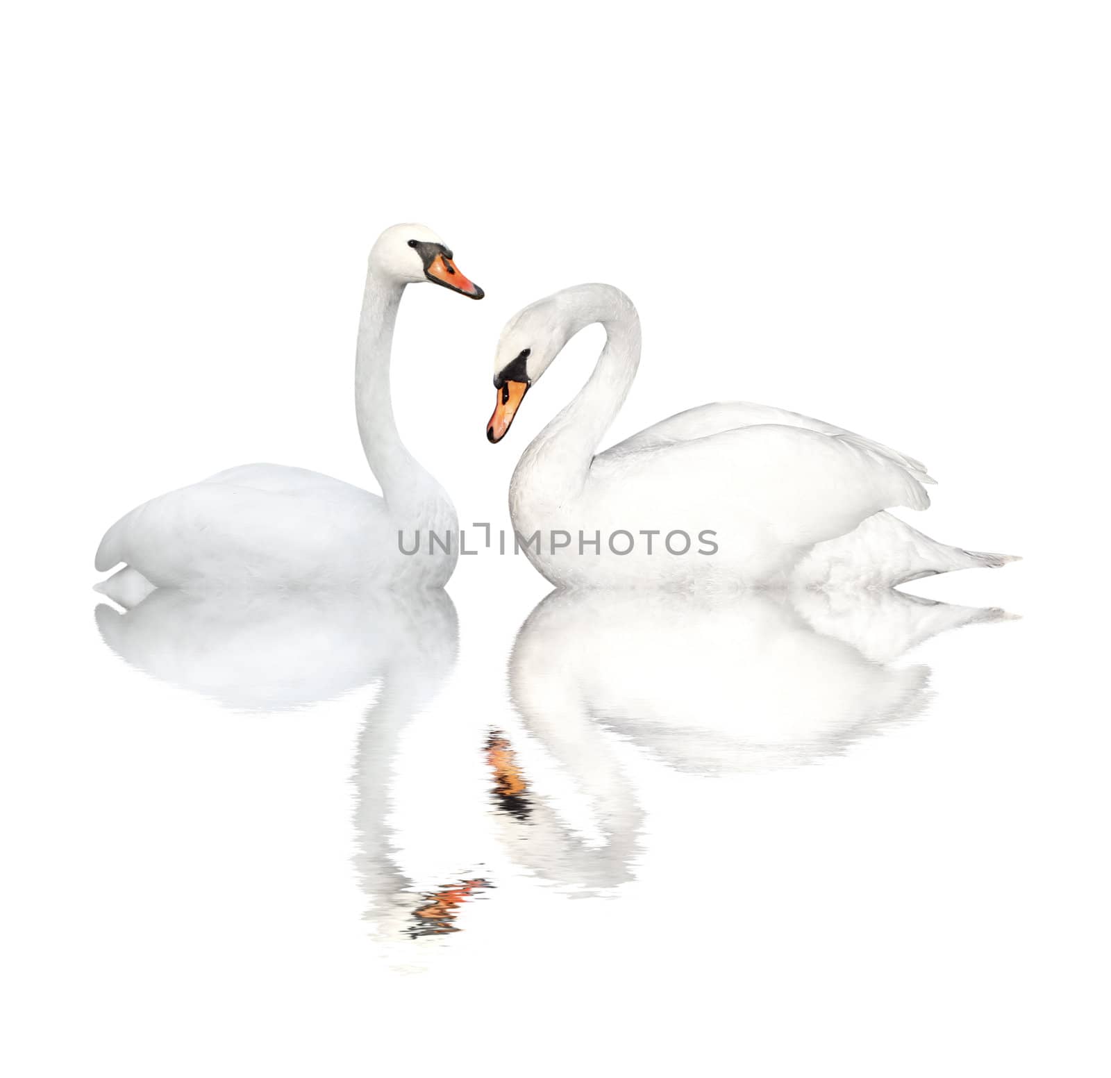Two white swans. Isolated over white