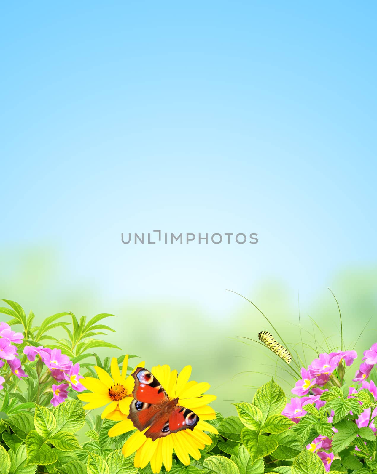 Summer frame with green leaves and flowers