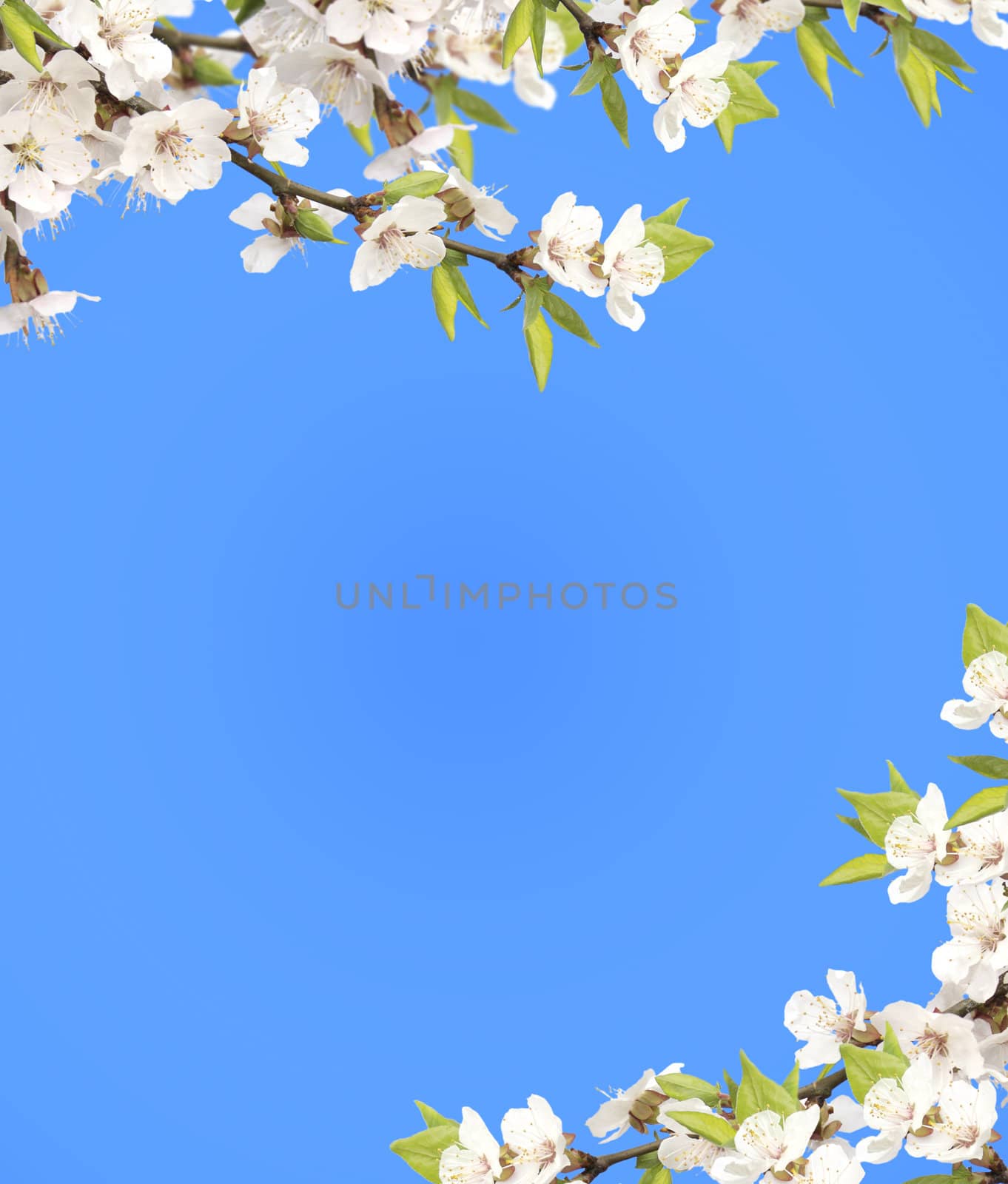 Blue sky and flower of cherry by frenta