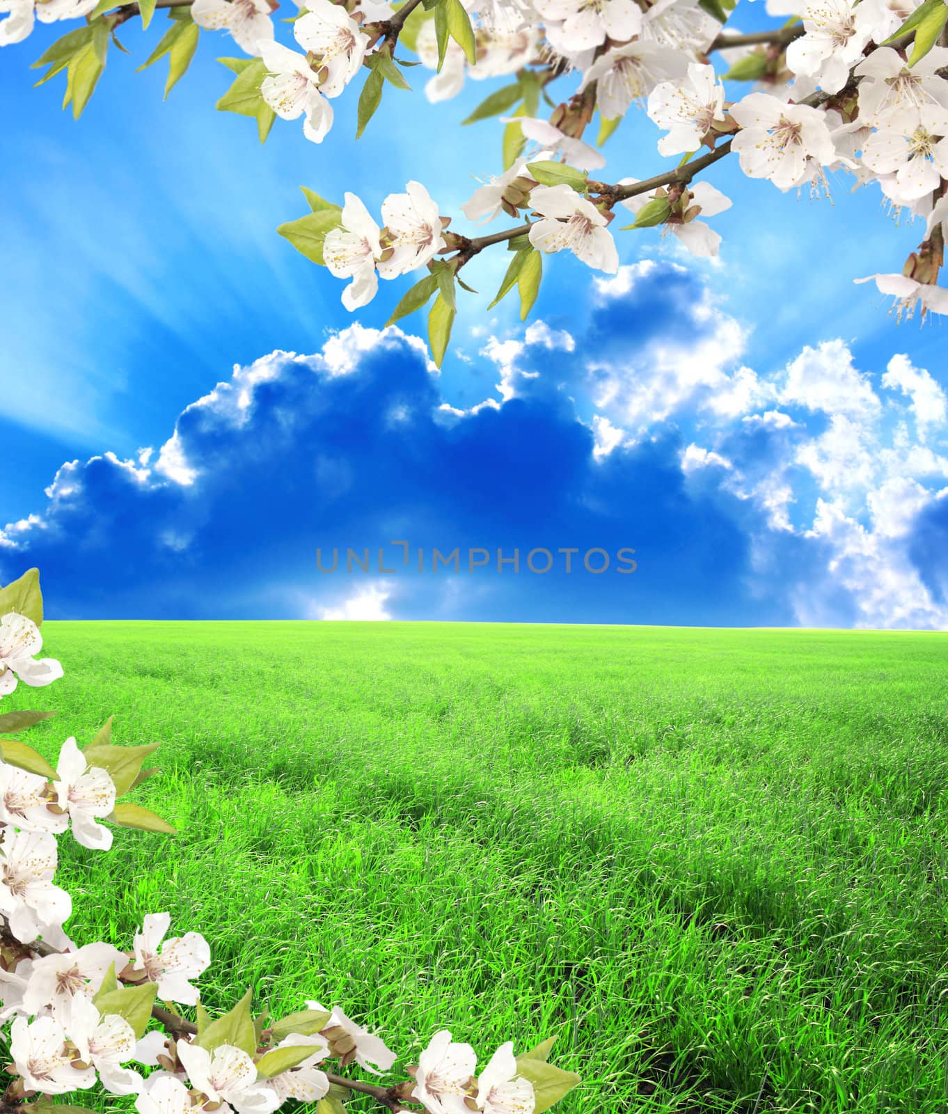 Green field, blue sky and flower of cherry by frenta