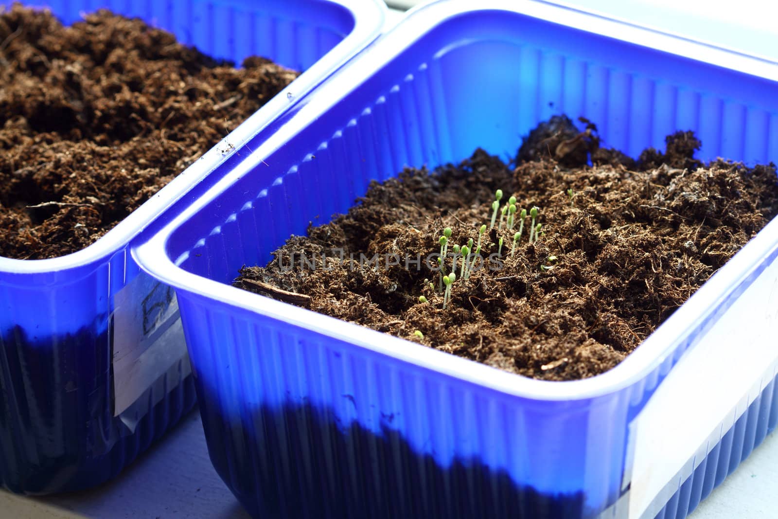 Growing green  seedlings savory close up