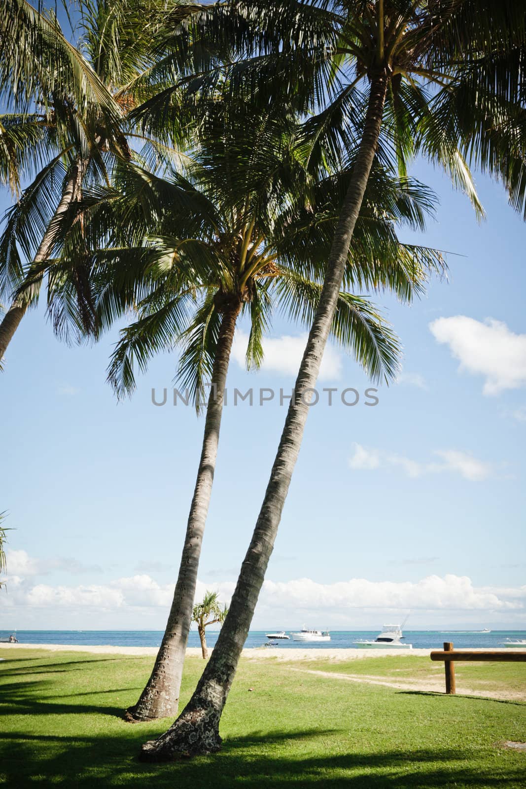 Palm trees growing on a deserted green lawn on a tropical beachfront overlooking the ocean with moored luxury pleasure boats