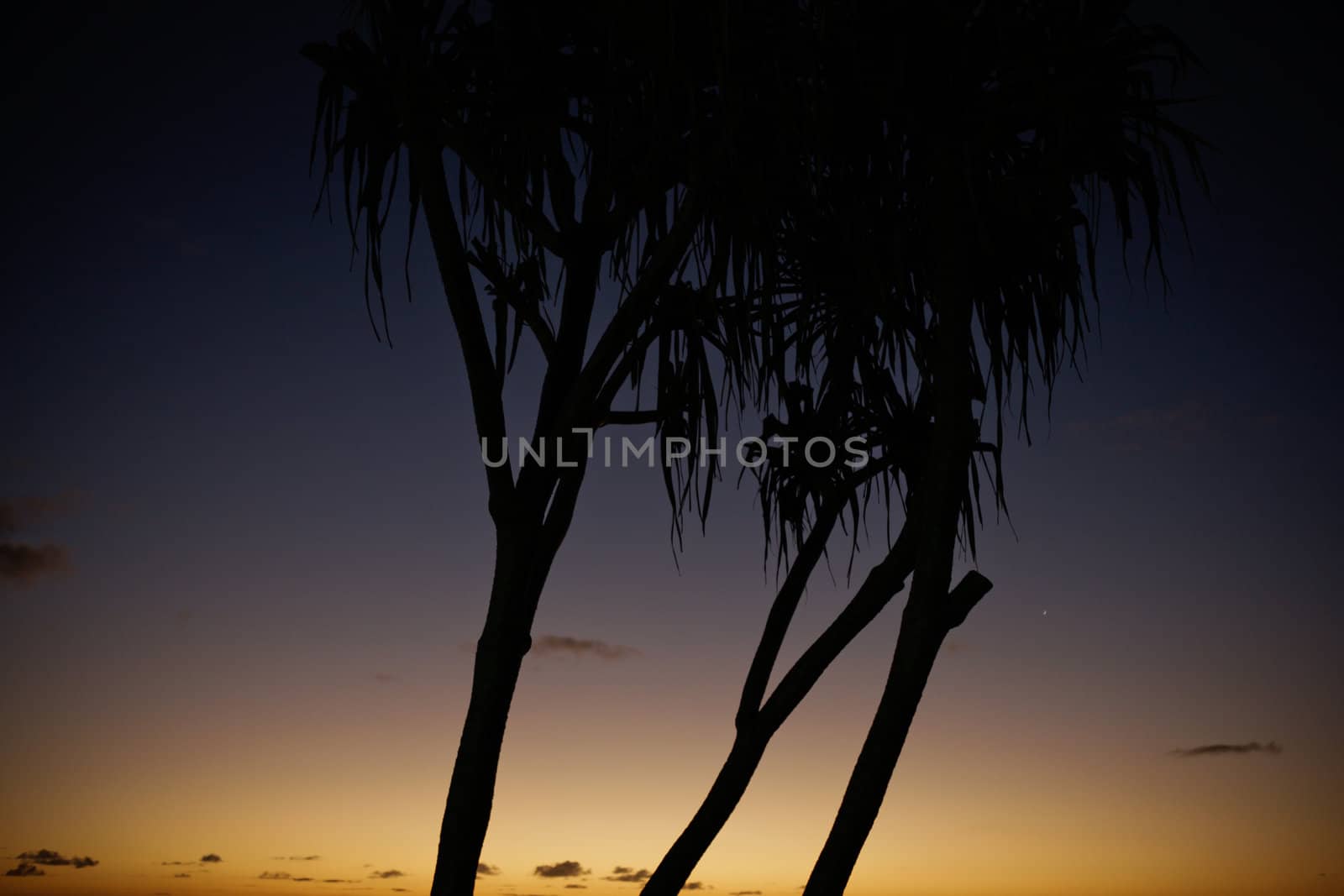 Silhouette image of tree against the sunset background