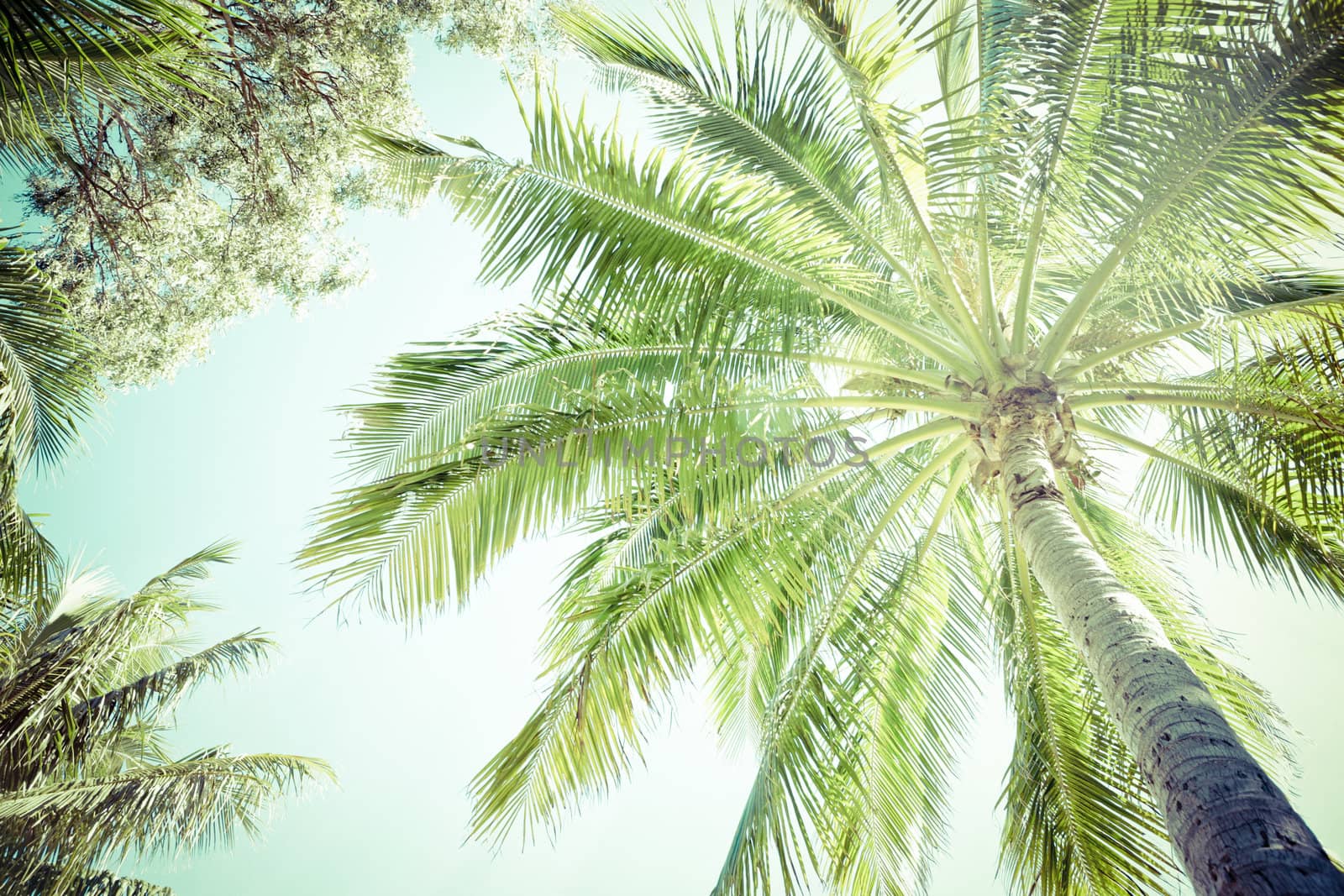 Looking up from the base into the green canopy and fronds of a palm tree against a sunny blue sky conceptual of a summer vacation and tropical travel