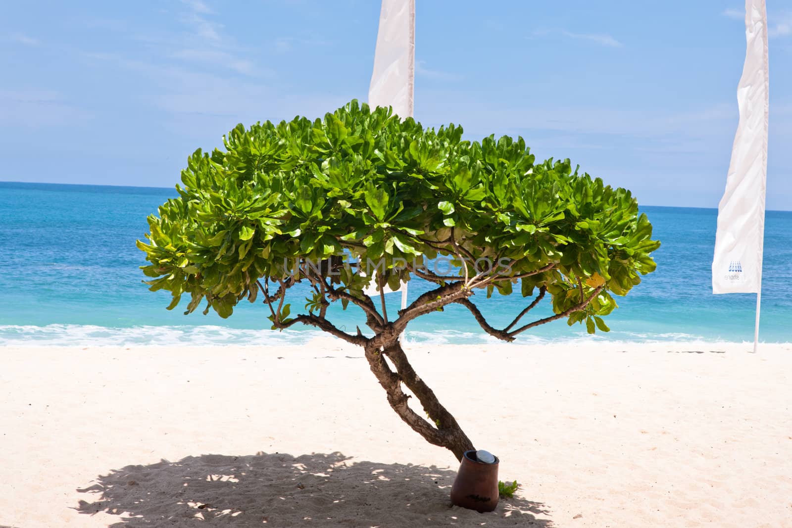 Landscape shot of tree and beach over the blue sky background