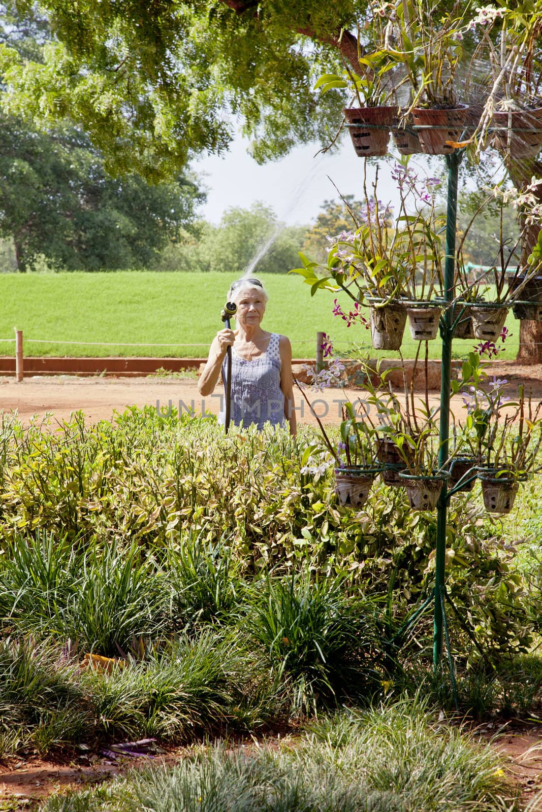 Vertical portrait of senior citizen Caucasian female watering tropical lawns, flower beds and landscaped gardens with a spray hose. Shot captured at Auroville Tamil Nadu India