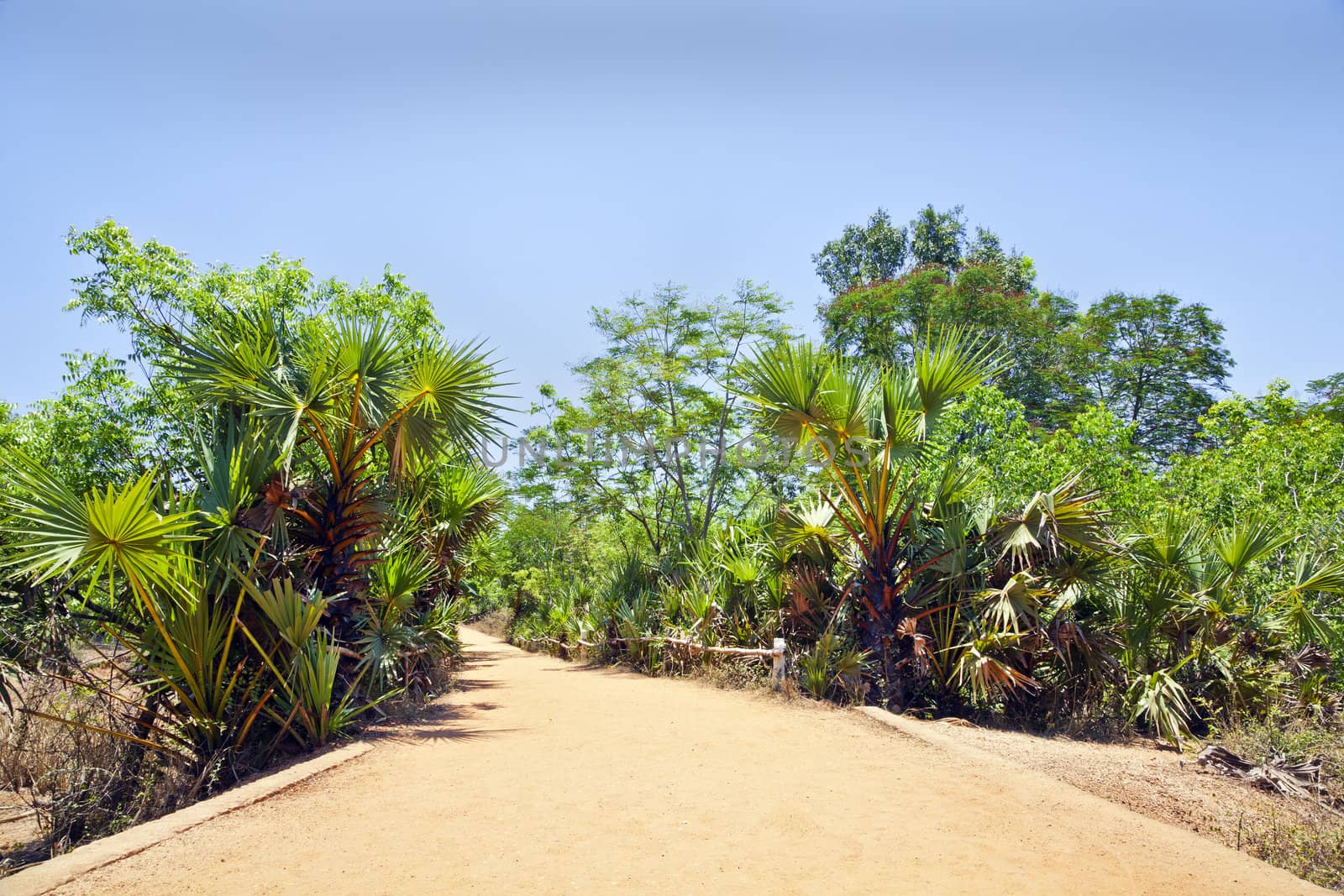 Generic horizontal landscape of a red gravel driveway lined with tropical plants at at curve in the road. A small bridge and edged by a bamboo railing. Shot location, Tamil Nada, India