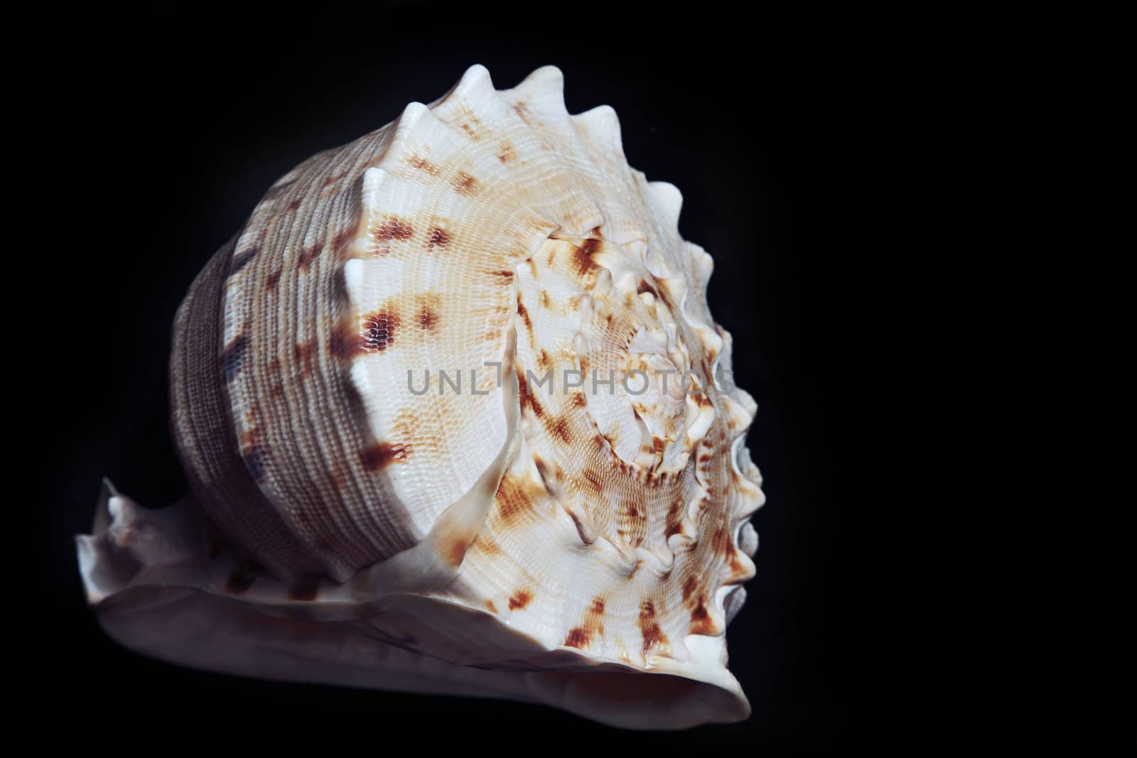 Close-up photo of the seashell on a dark background