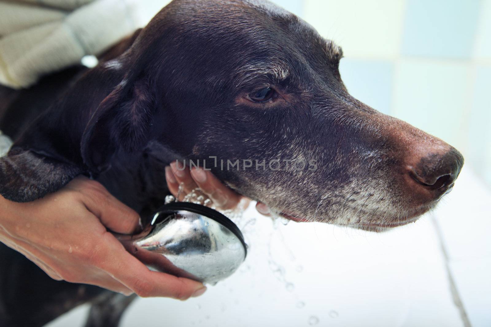 Washing of the dog by Novic
