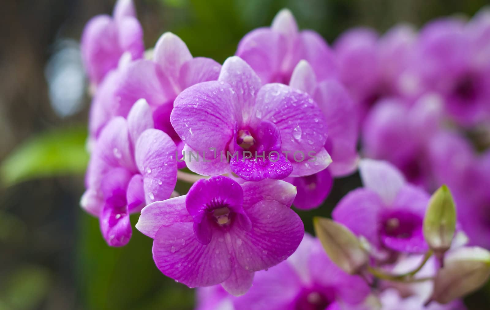 Beautiful orchid