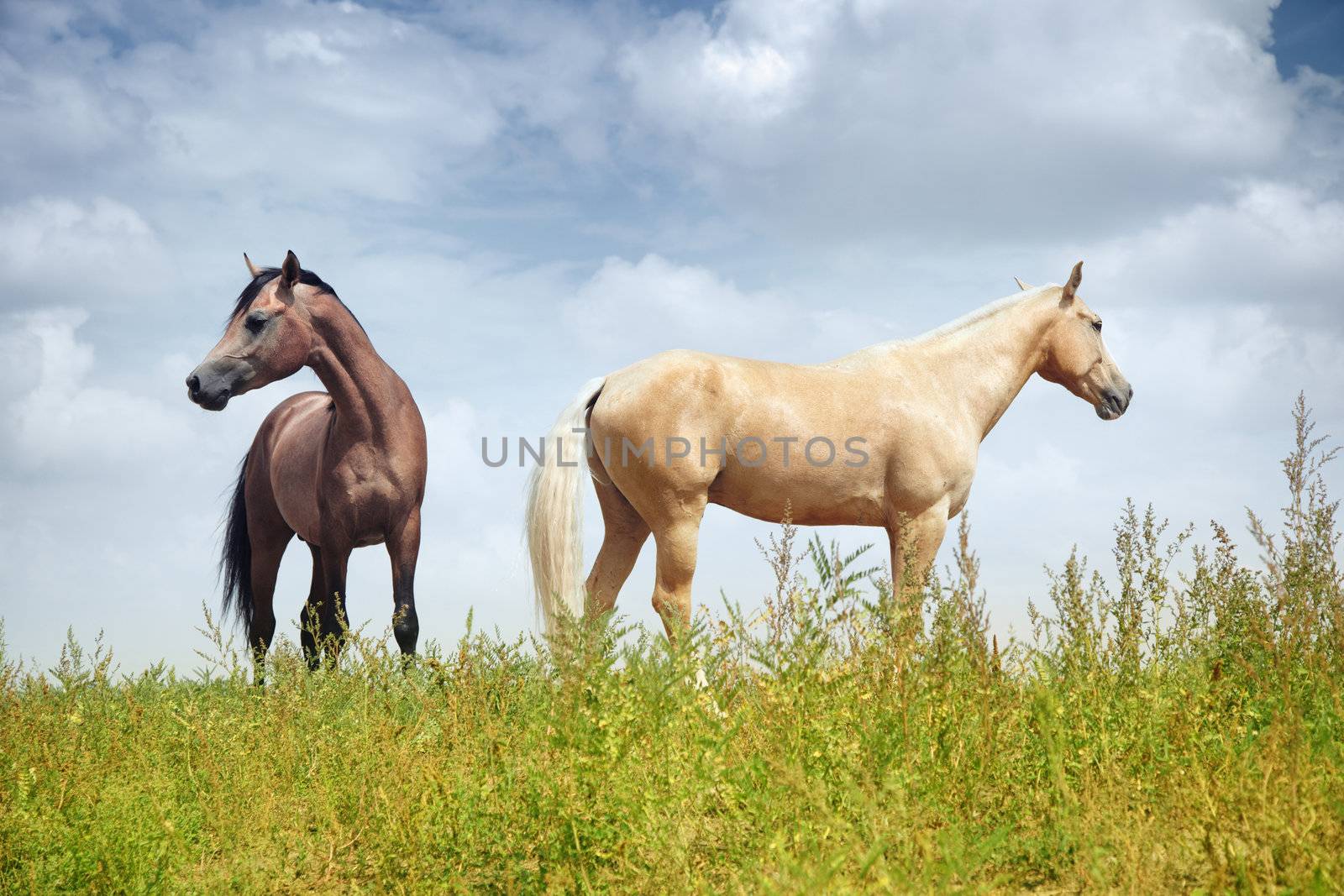Two horses in the steppe. Colorful horizontal photo. Natural light and shadows