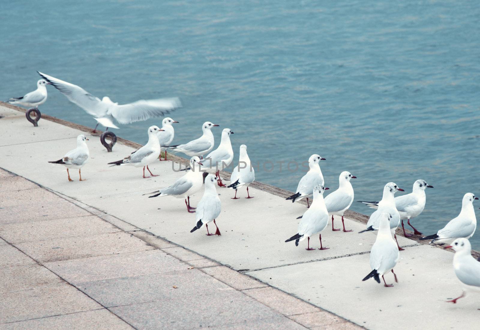 Flock of the wild seagulls standing at manmade pier and looking to the sea