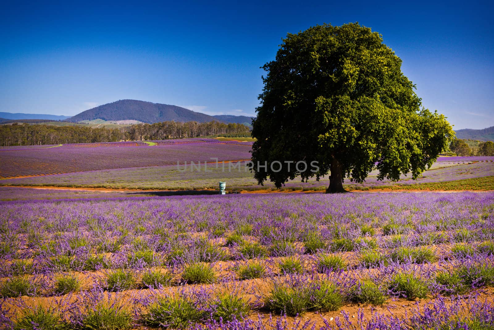 Purple flower field nature with big tree in a landscape image