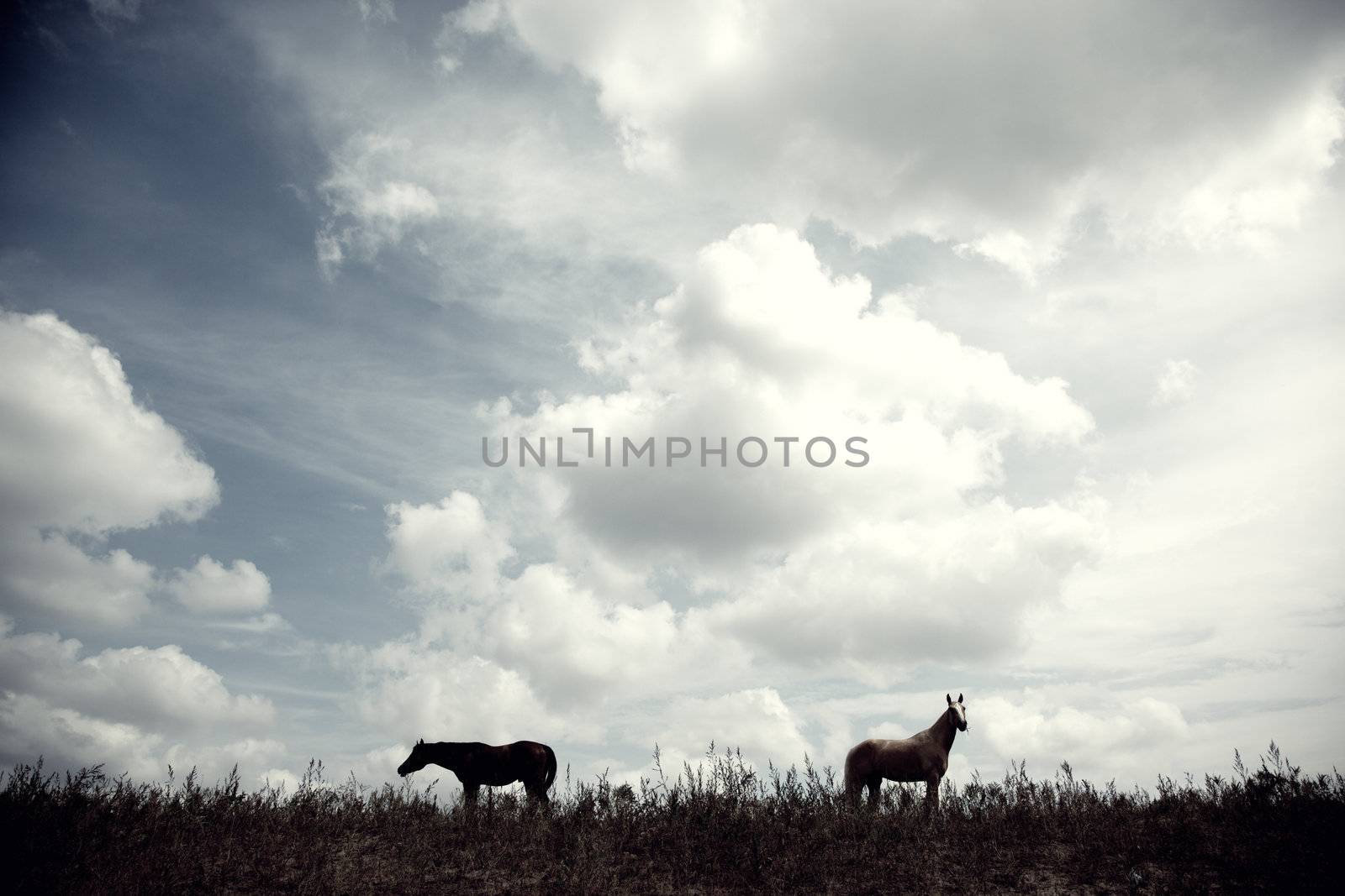 Silhouette of two horses outdoors at the evening