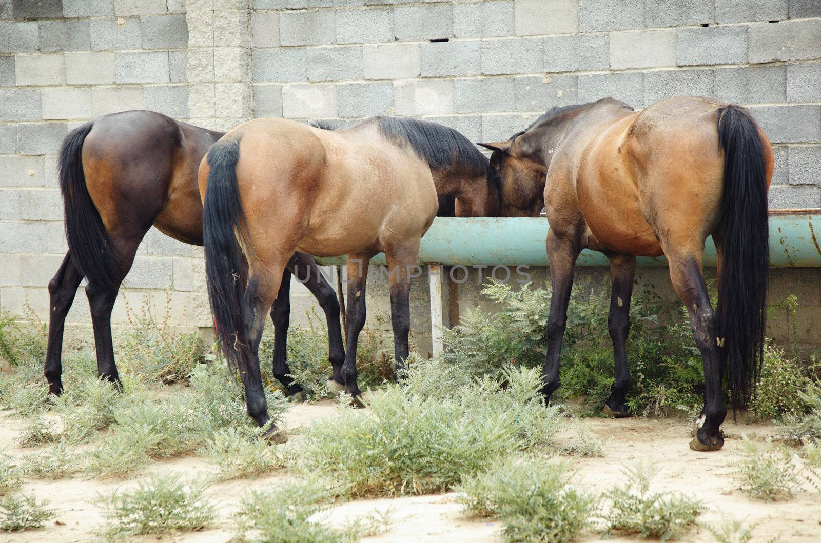 Rear view on three brown horses drinking at the watering place. Natural light and colors