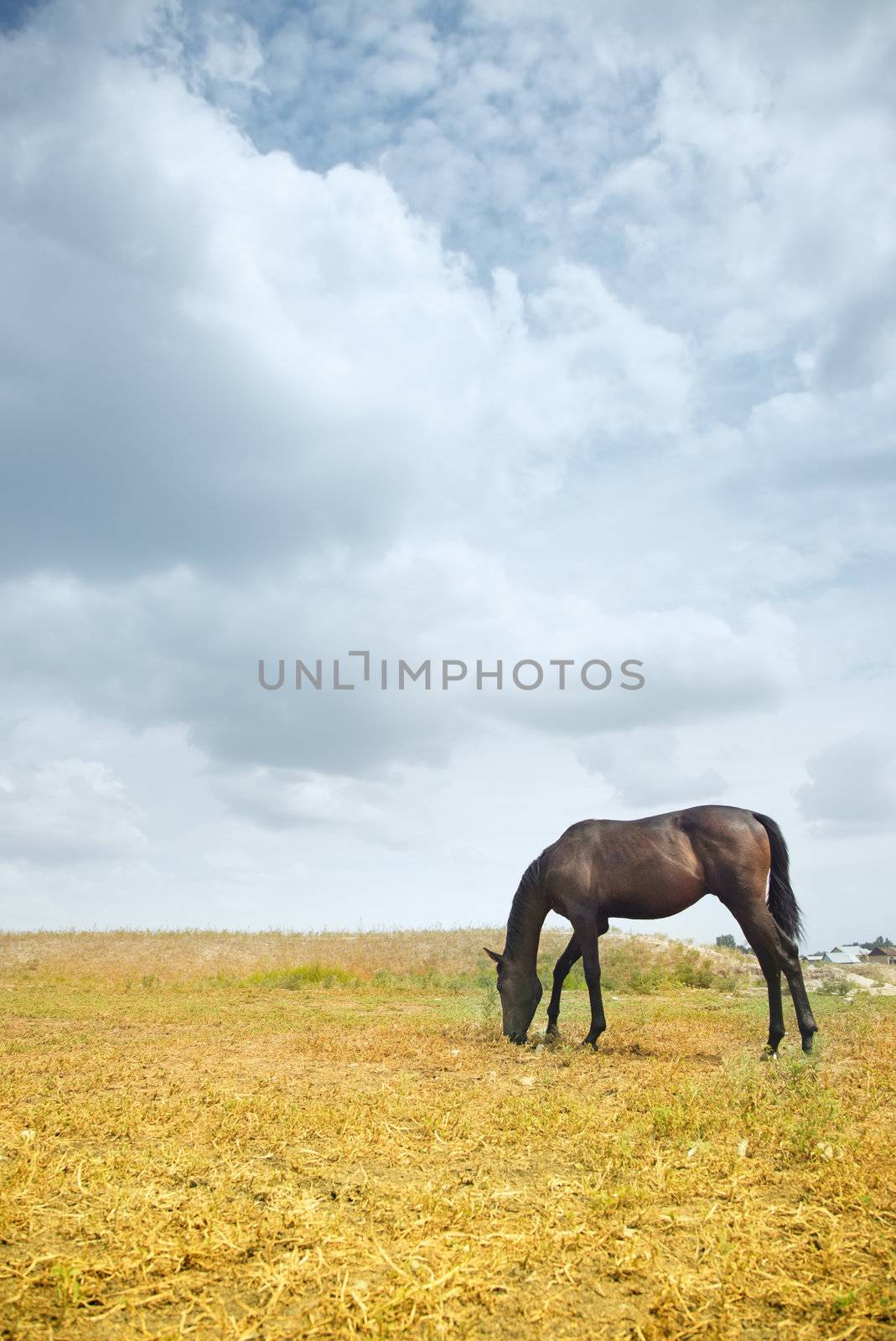 One brown horse feeding in the steppe. Horizontal photo with natural colors and light