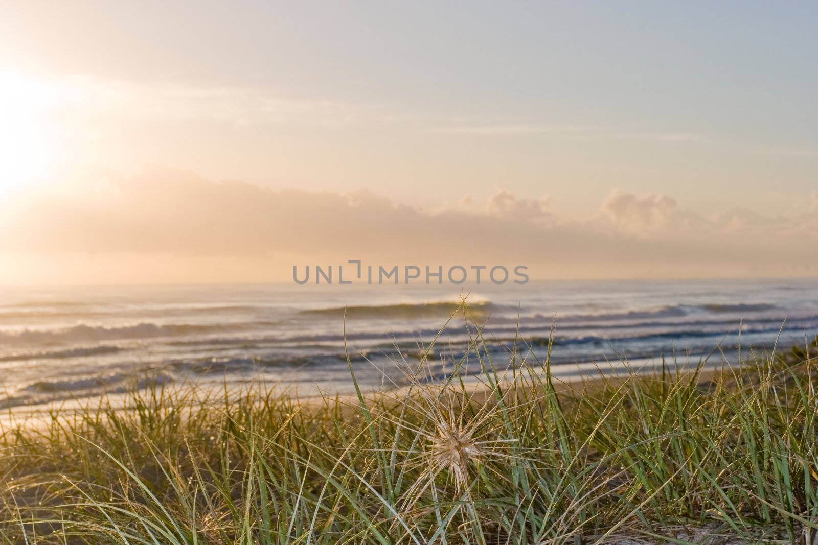 View over dunes and coastal grasses of a delicate ocean sunset and tranquil beach with breaking waves