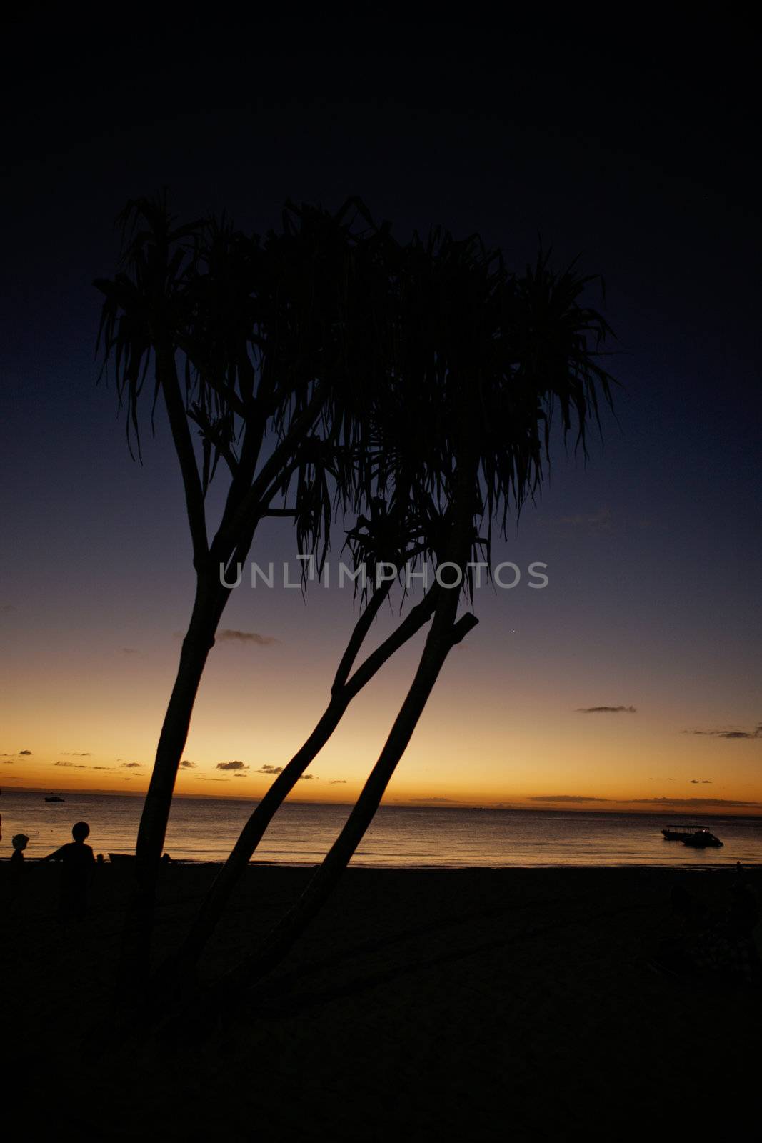 Tree silhouette over the tree and sunset background