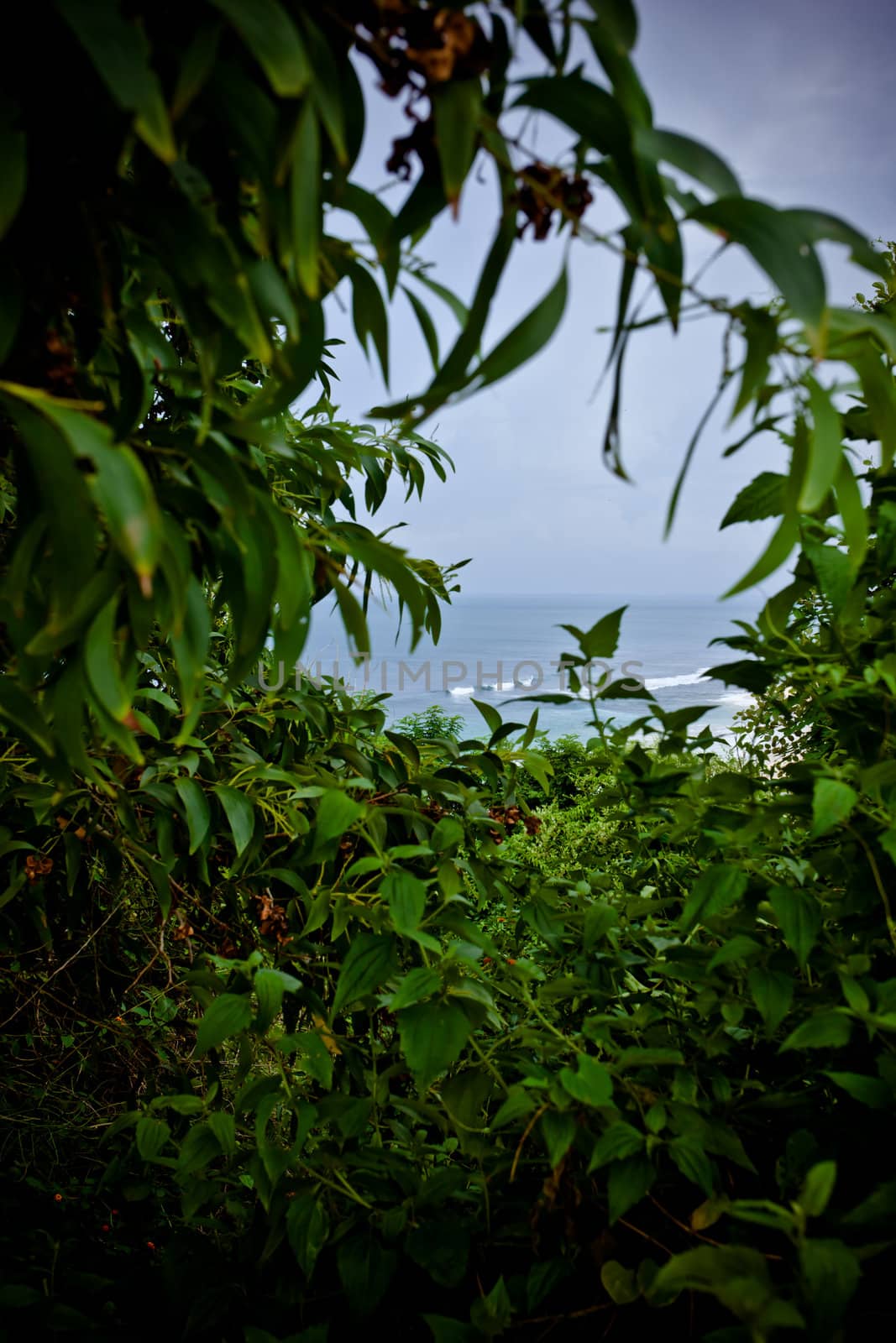 Ocean view through through a gap in lush tropical greenery and leaves for a fresh natural background