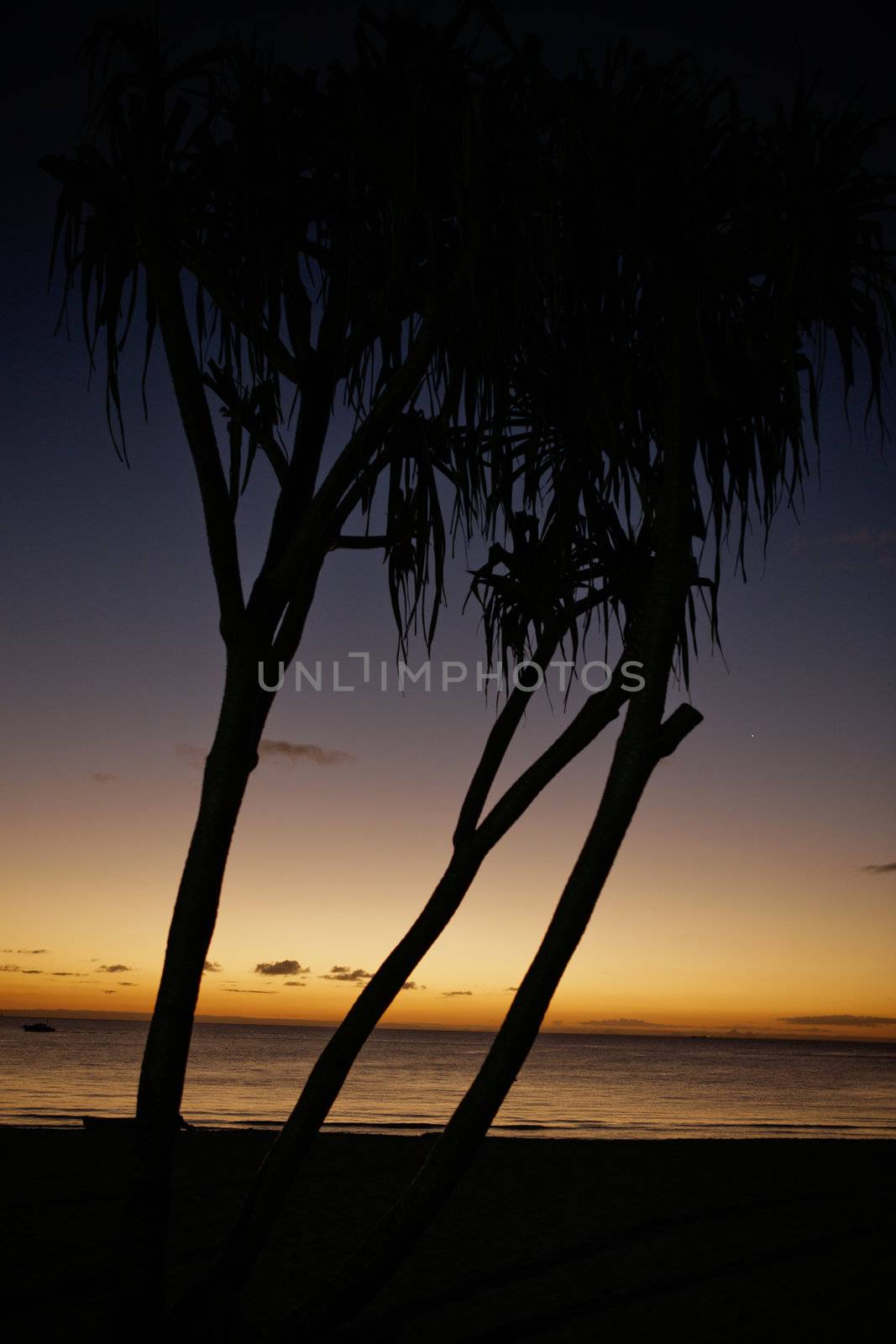 Tree and sunset by jrstock