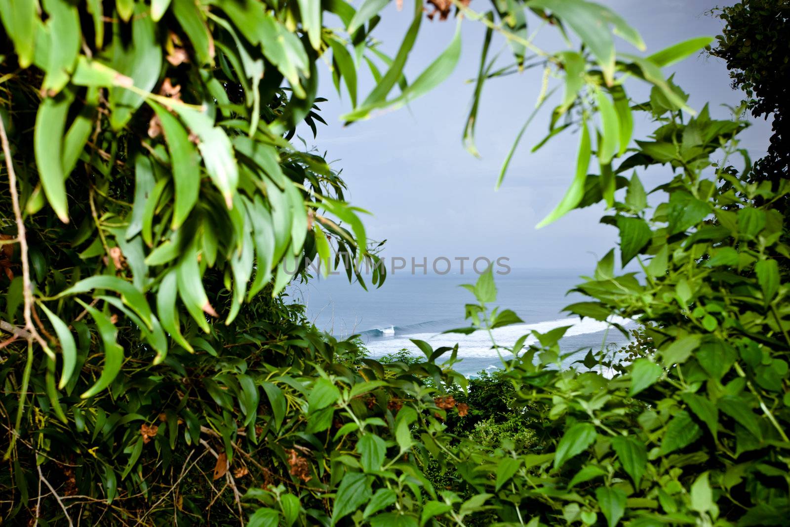 View of the ocean and breaking waves through a gap in lush green tropical leaves and foliage