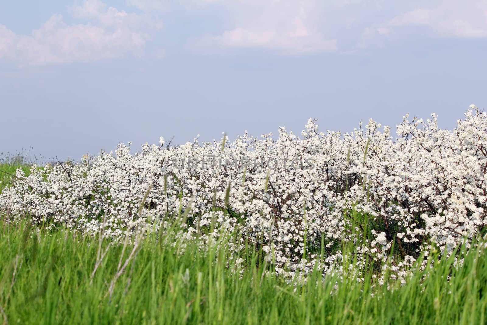 meadow with green grass and white flower