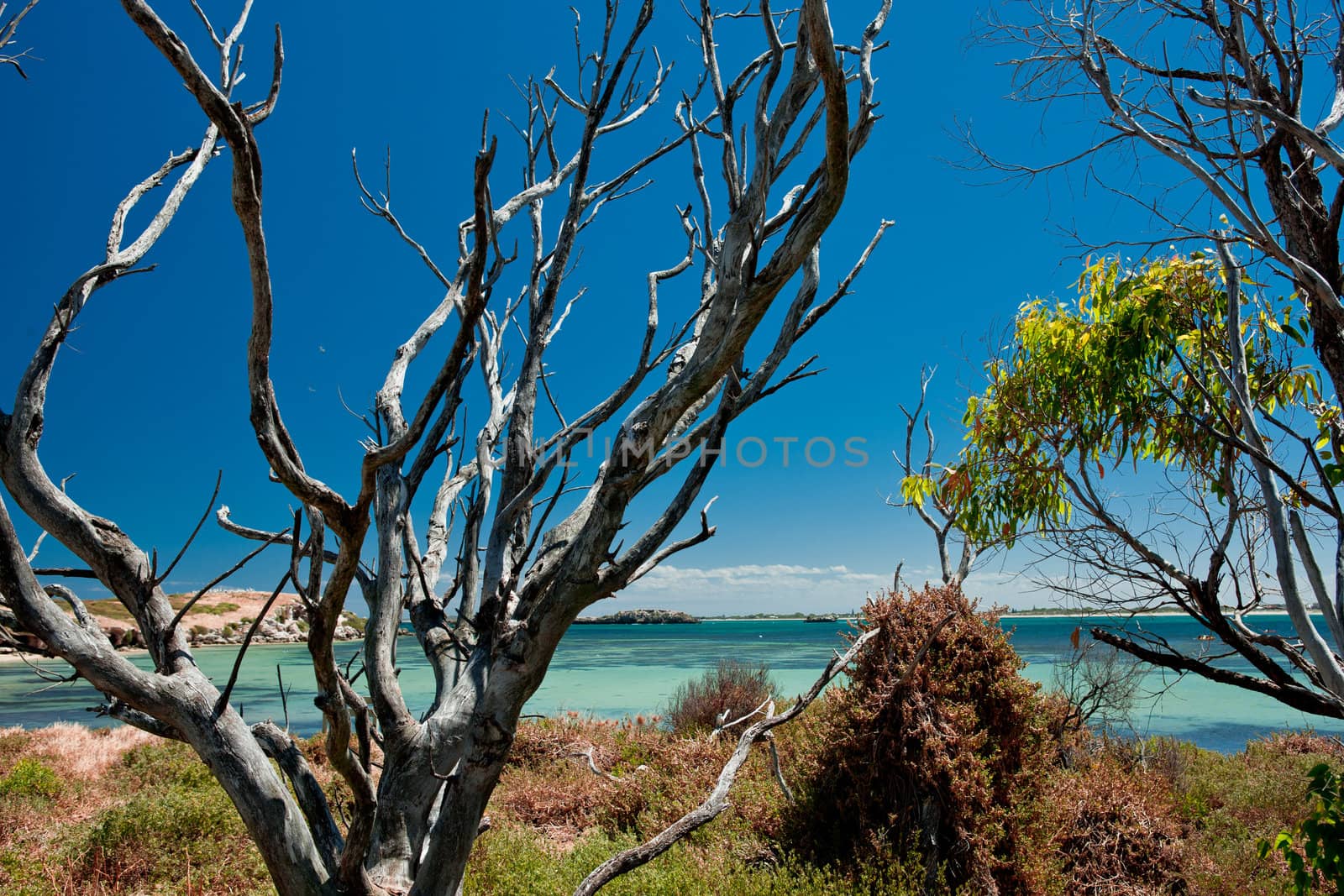 Dead tree trunks over the blue sea background