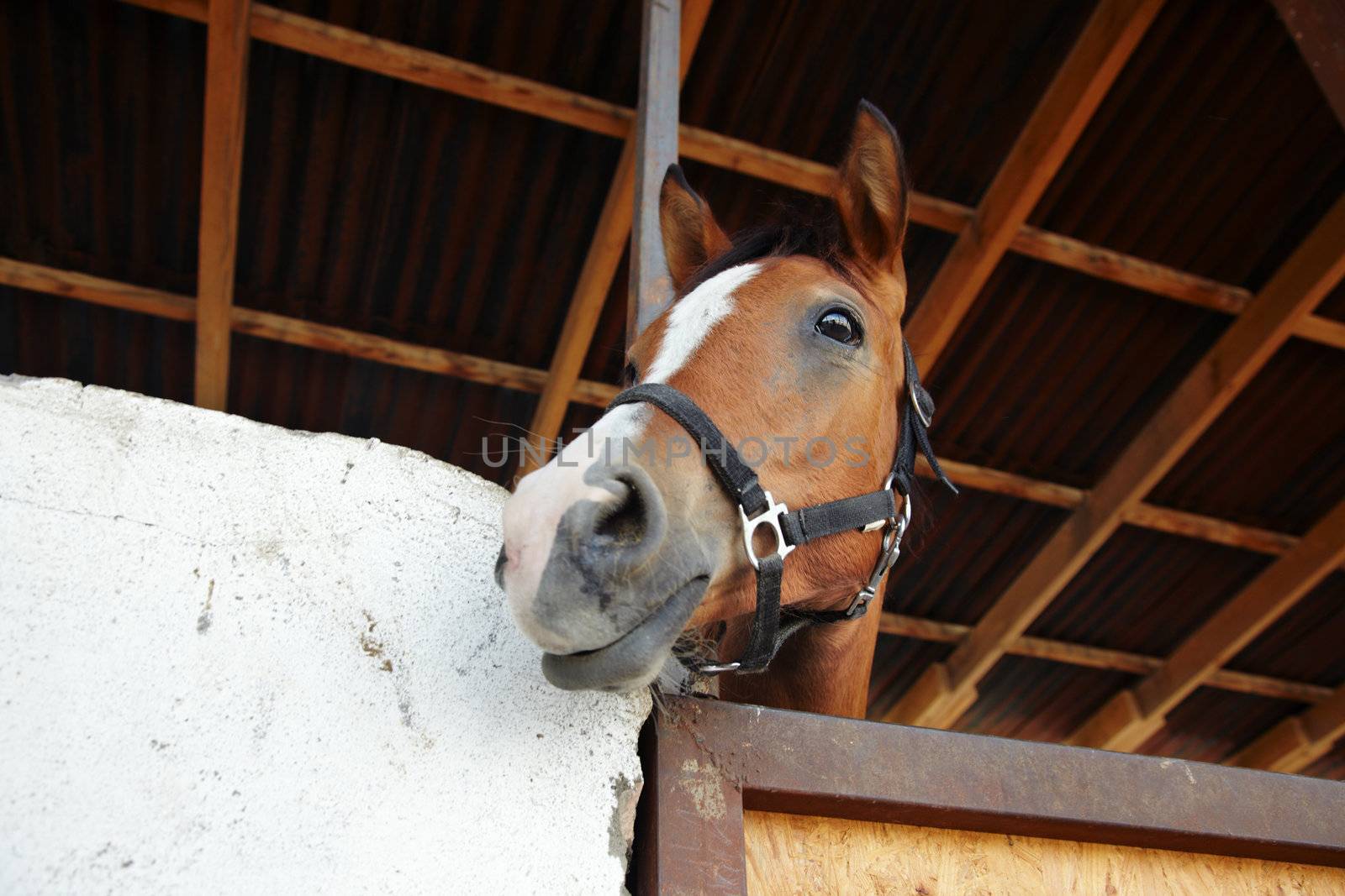 Headshot of the horse in the stable. Horizontal photo with natural light and colors